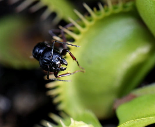 can a venus flytrap eat ants