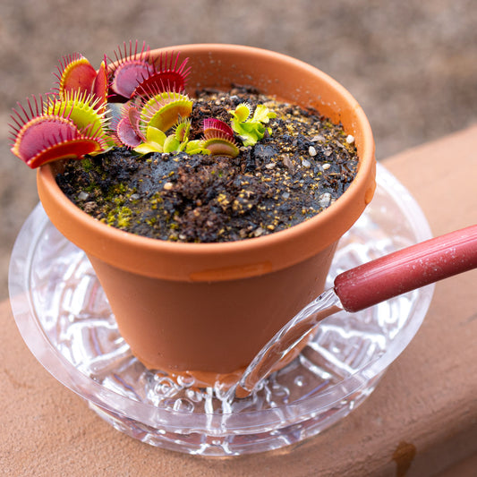 how much water do venus flytraps need