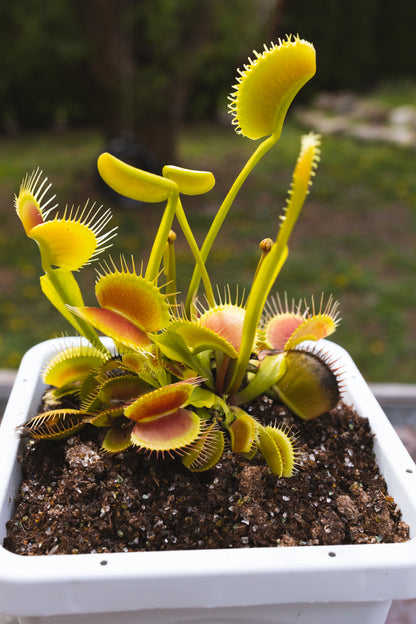 Premium Venus Flytrap Soil Mix - Sundews, Pitcher Plants & More