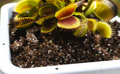 Premium Venus Flytrap Soil Mix - Sundews, Pitcher Plants & More