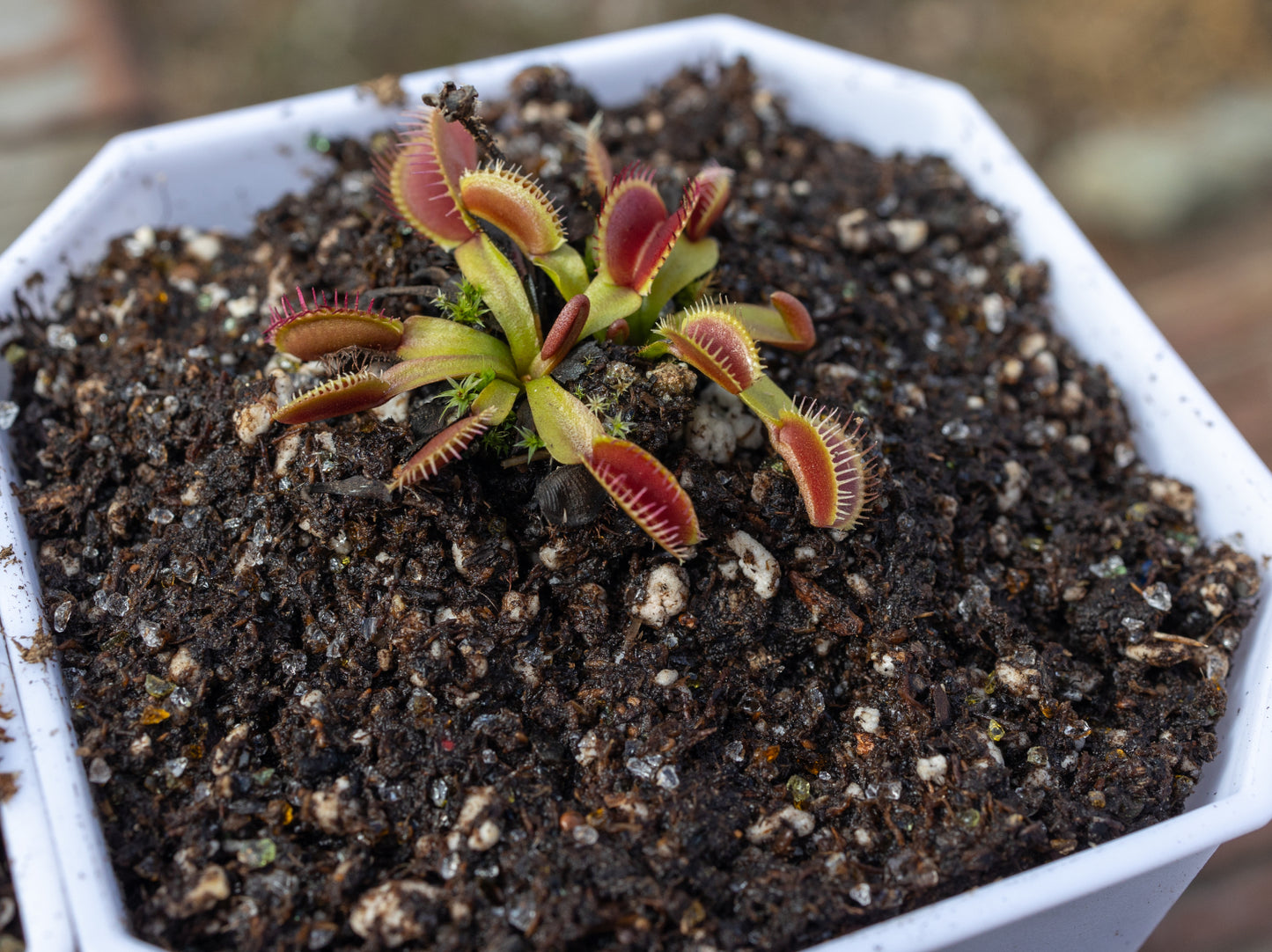 Best soil for venus flytrap