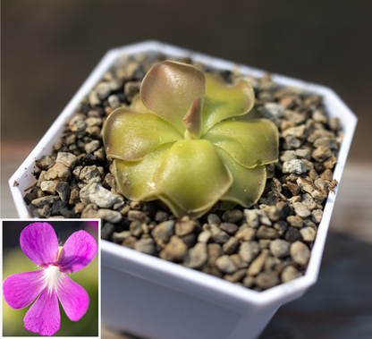 Pinguicula 'Sethos' Mexican Butterwort