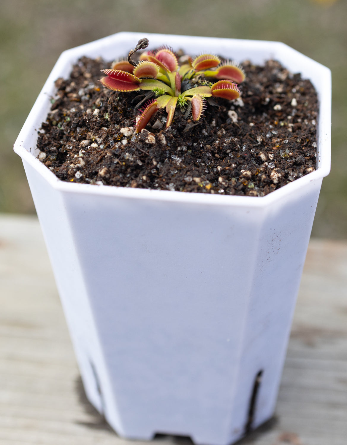 Repotting a small venus flytrap