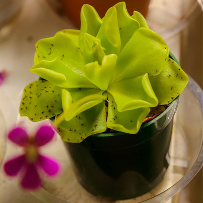 Pinguicula 'Sethos' Mexican Butterwort