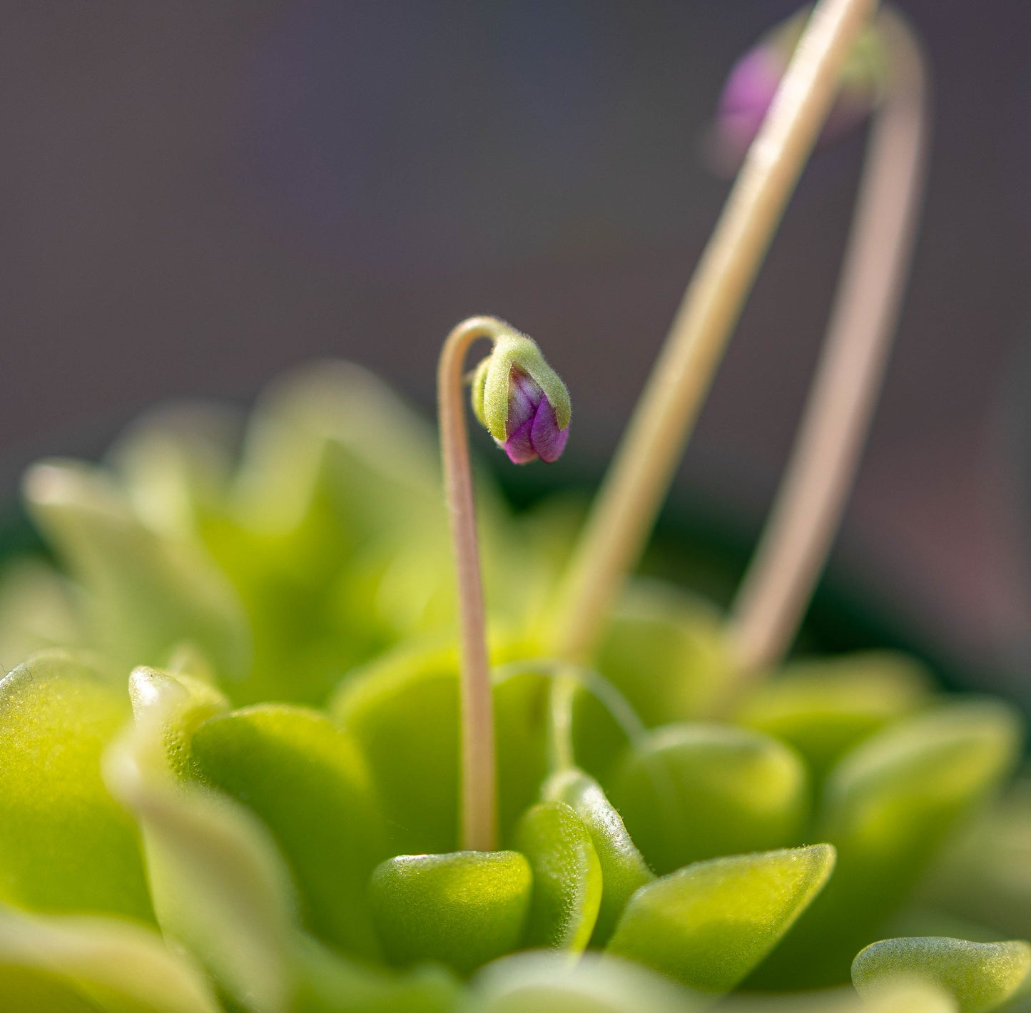 Pinguicula 'Sethos' Mexican Butterwort