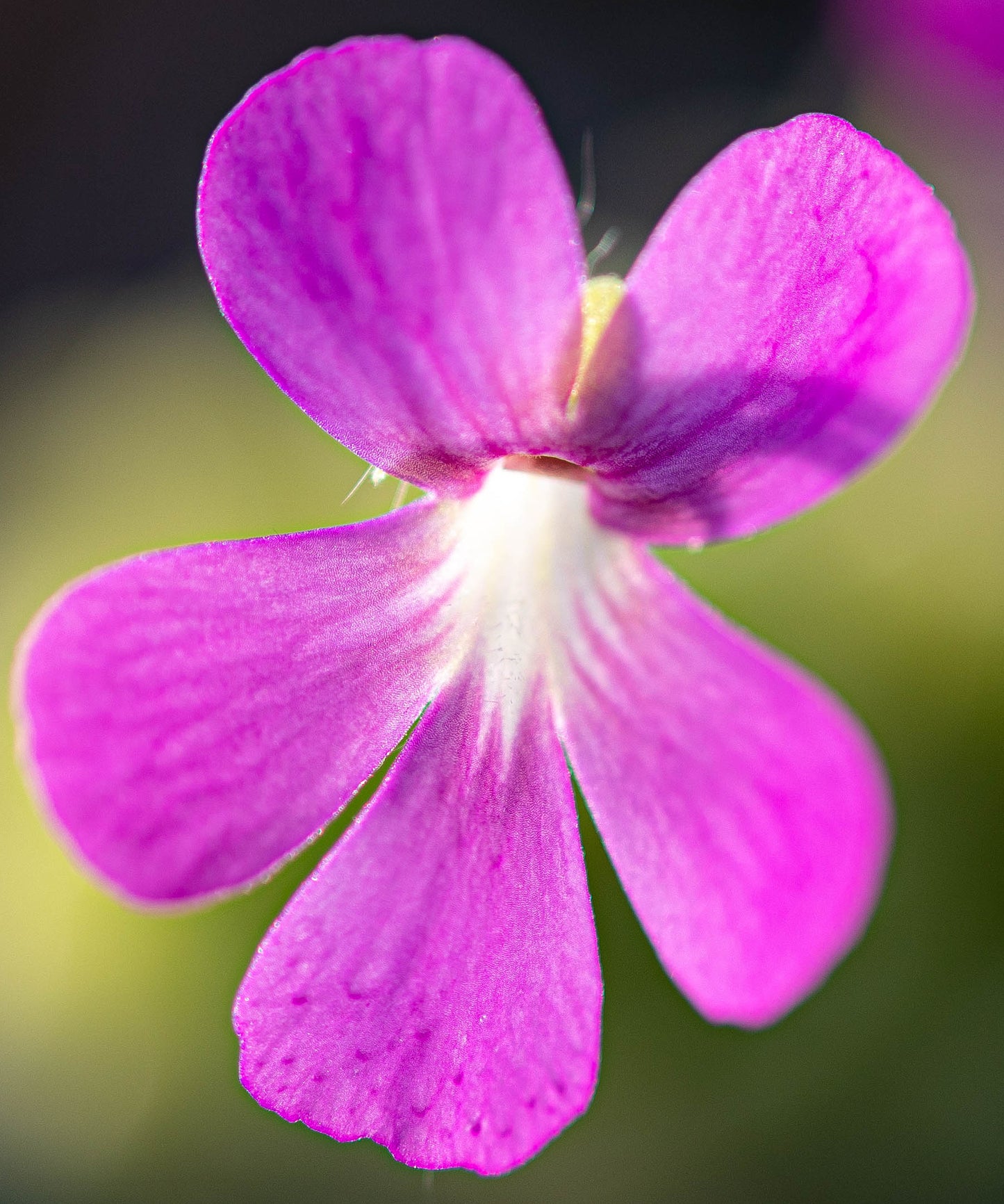 Pinguicula 'Sethos' Mexican Butterwort