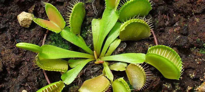 grow a venus flytrap with leaf cuttings