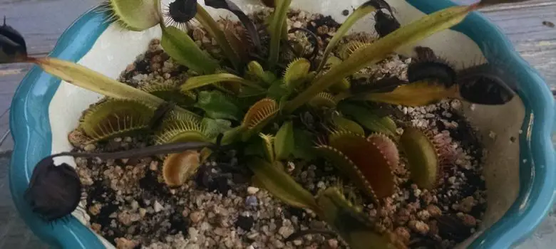 venus flytrap dormancy