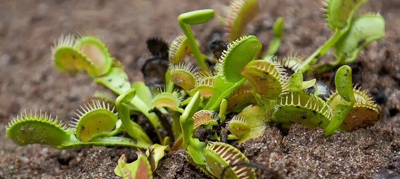 venus flytrap in soil