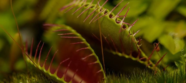 how often to water a venus fly trap