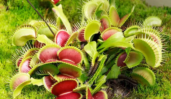 venus fly trap care