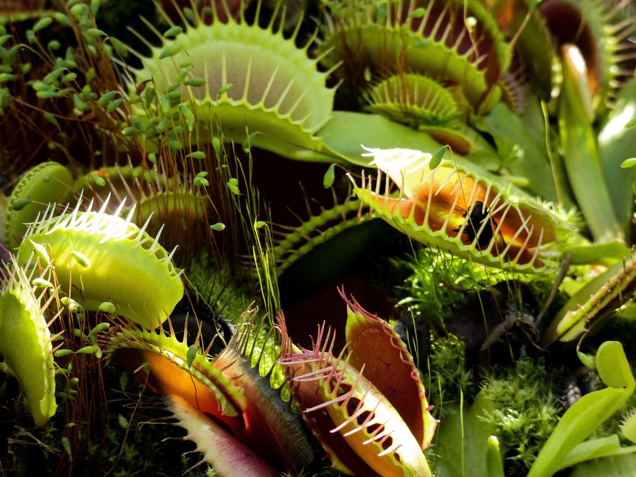 what-to-feed-a-venus-flytrap-how-to-feed-a-venus-fly-trap