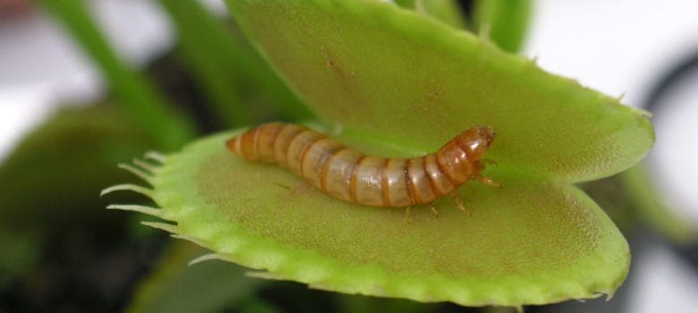 can you feed venus flytrap ants