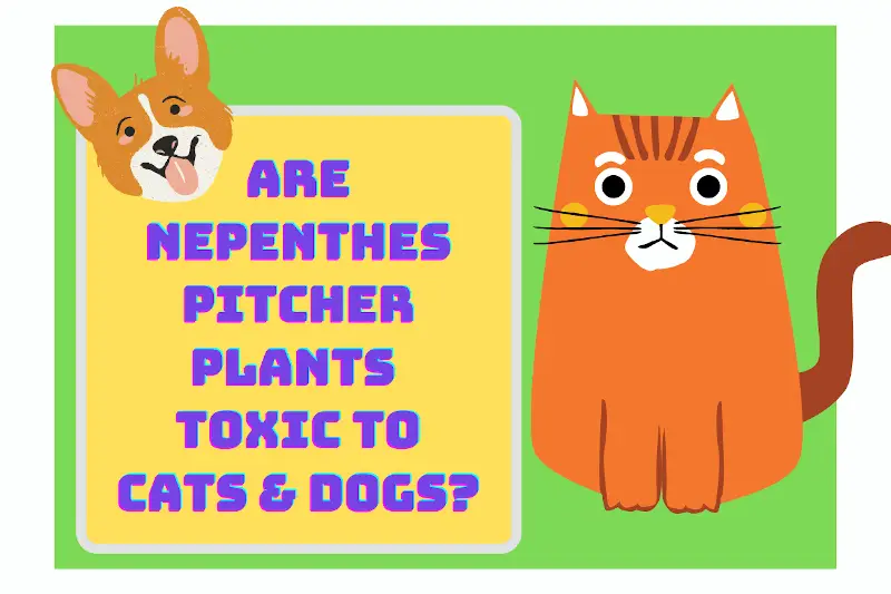 Are Nepenthes Pitcher Plants Toxic To Cats & Dogs