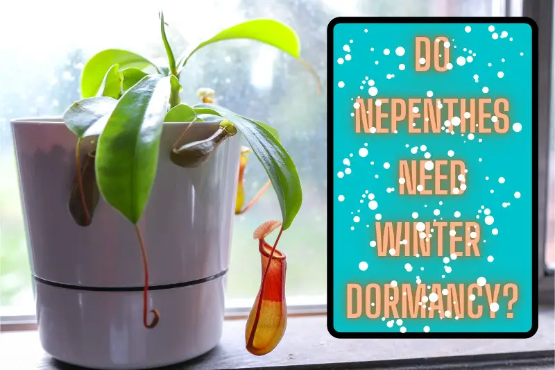 do nepenthes need dormancy