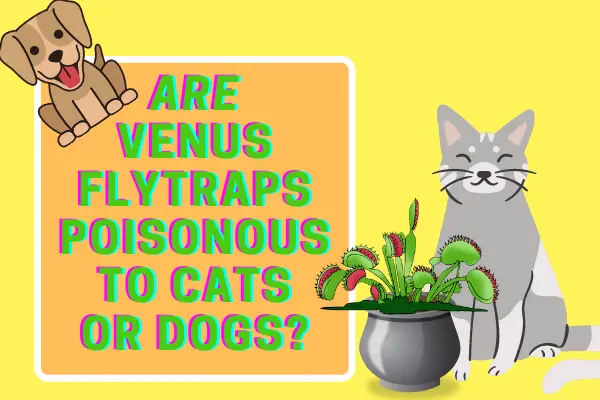 what happens if my dog eats a venus fly trap
